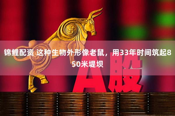 锦鲤配资 这种生物外形像老鼠，用33年时间筑起850米堤坝